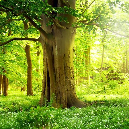 Ferienwohnung Am Weltnaturerbe Grumsin Ziehten Exteriér fotografie