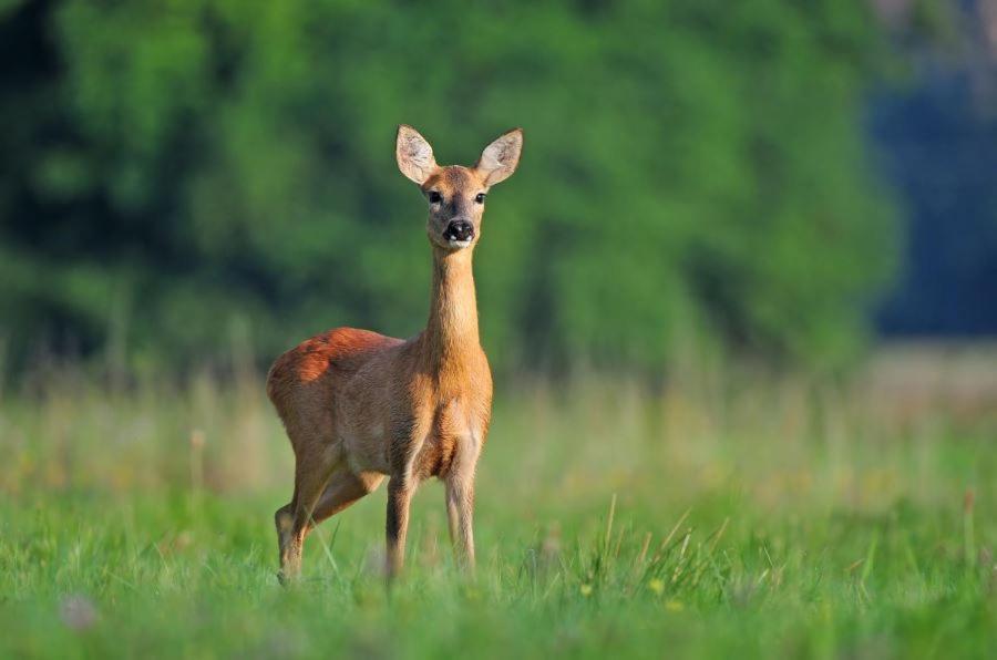 Ferienwohnung Am Weltnaturerbe Grumsin Ziehten Exteriér fotografie
