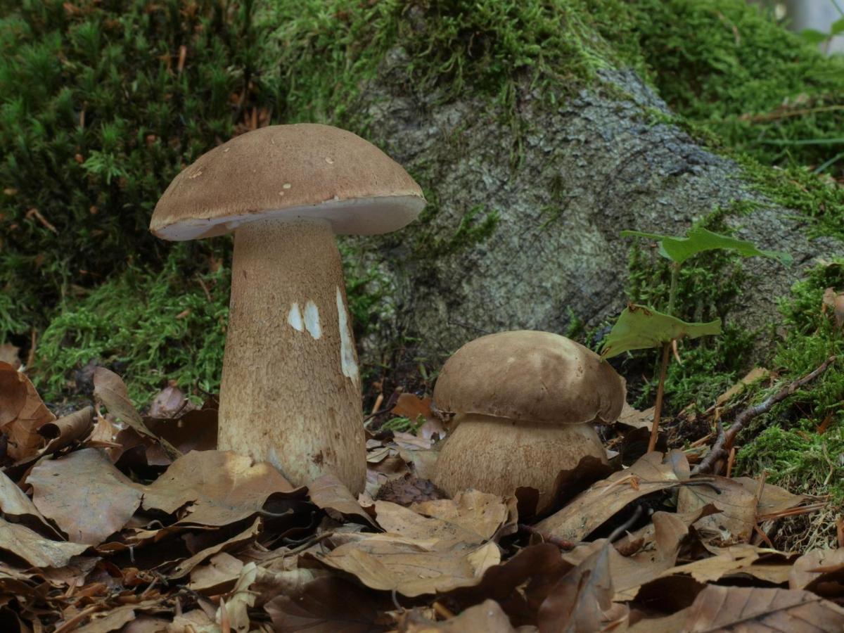 Ferienwohnung Am Weltnaturerbe Grumsin Ziehten Exteriér fotografie
