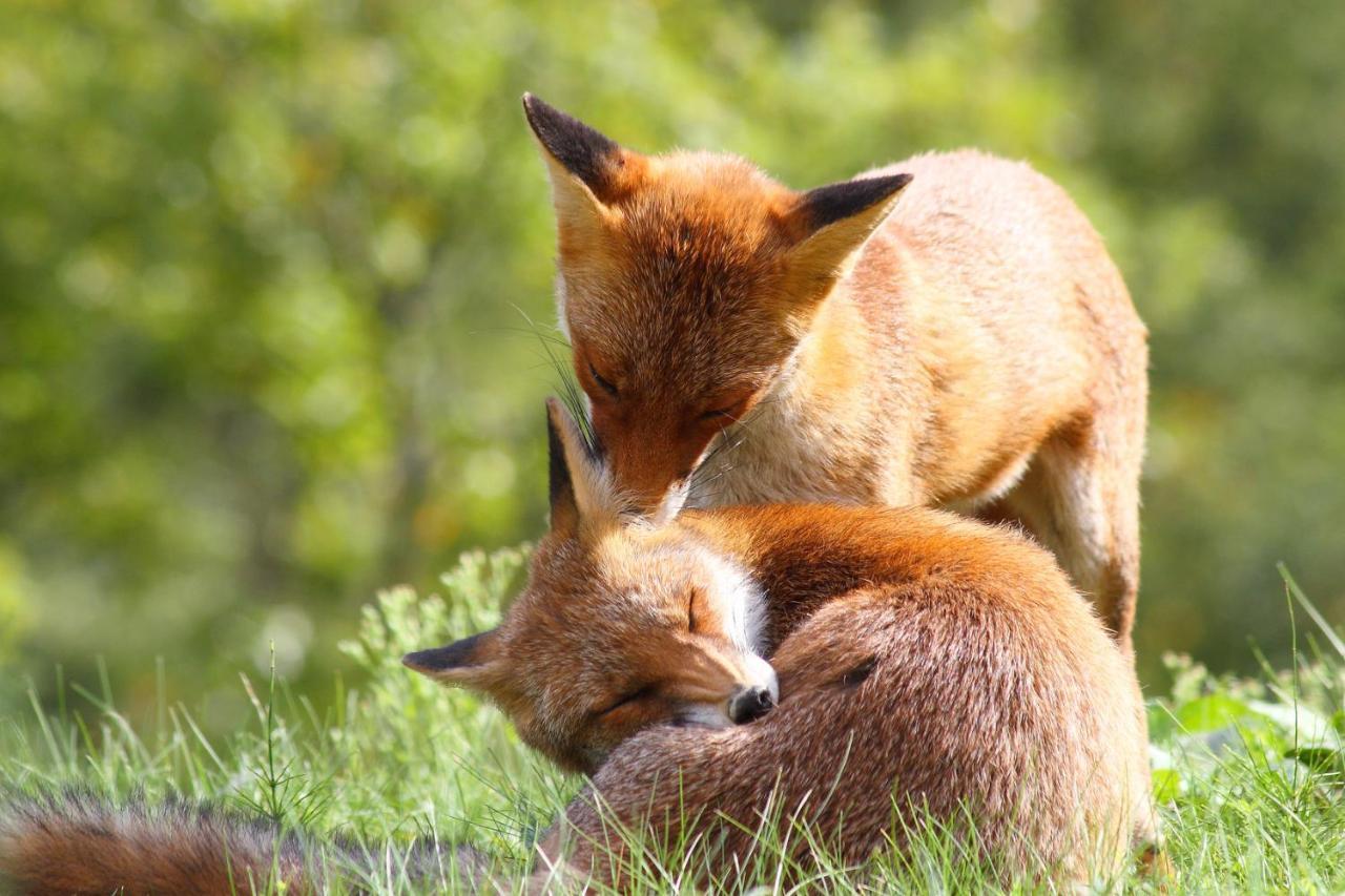Ferienwohnung Am Weltnaturerbe Grumsin Ziehten Exteriér fotografie